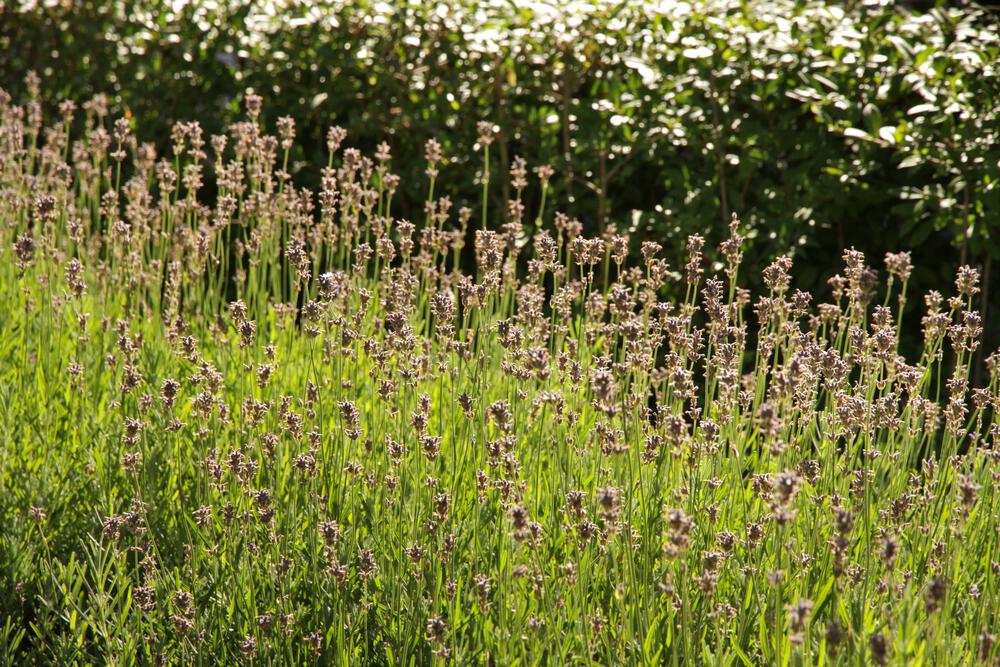 Lavendel Detail