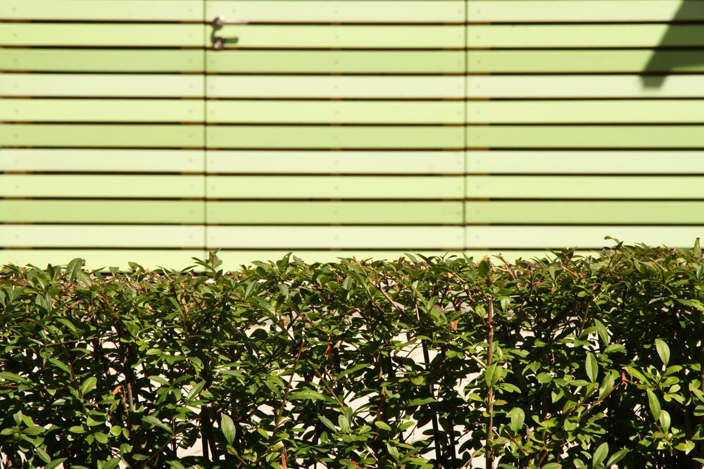 Ligusterhecke Detail